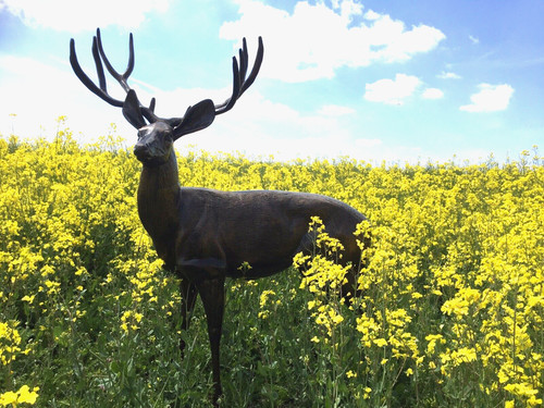 Large stag deer - deer, buck