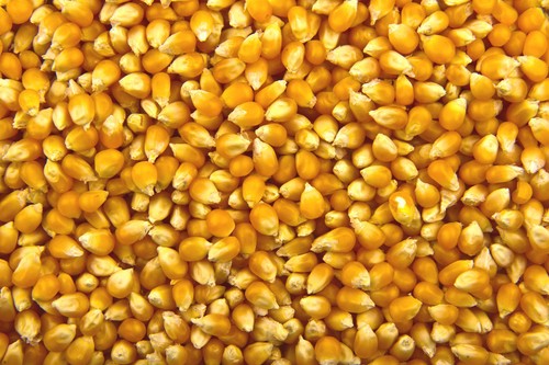 Organic popping corn - popping,