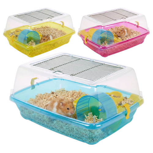 Hamster guinea pig - guinea,