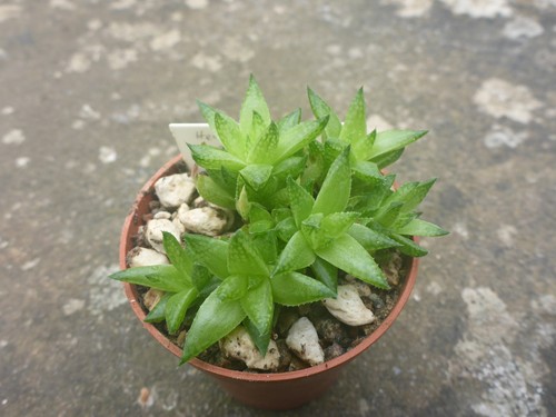 Haworthia reticulata dublin - haworthia,