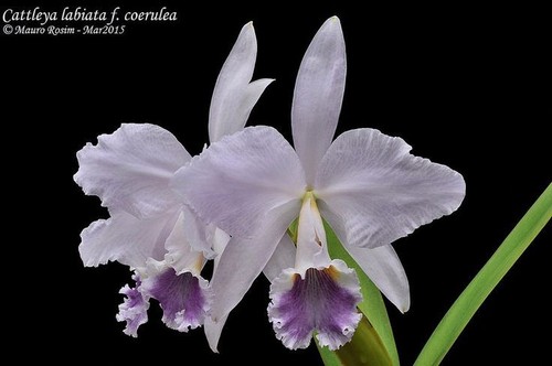 Cattleya labiata var - cattleya,