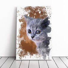 British Blue Shorthair Kitten