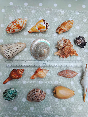 Mixed natural seashell - mixed,