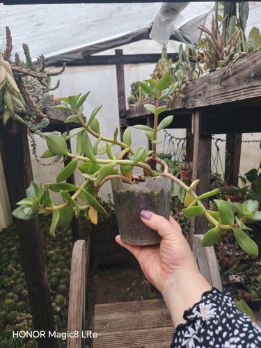 Crassula lactea taylors plants - crassula,