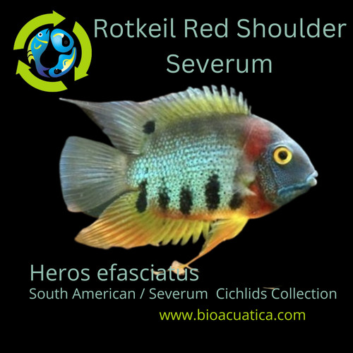 Severum rotkeil red shoulder - rotkeil,