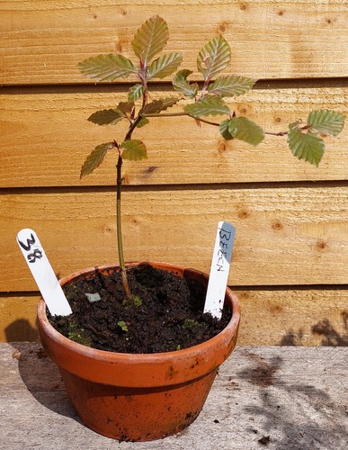 Starter bonsai collection - bonsai,