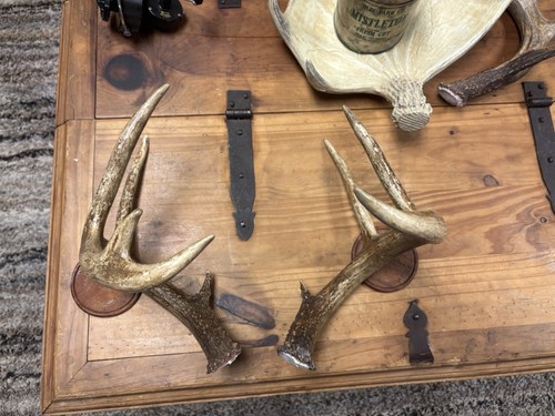 Whitetail deer antler set - antler,