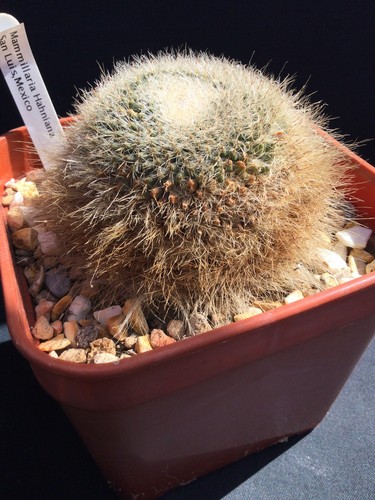 Mammillaria hahniana - mammillaria,