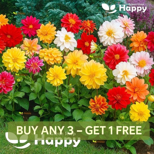 Dahlia variabilis dwarf - dahlia,