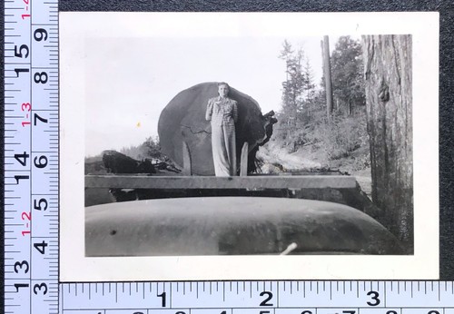Occupational lumber logging - occupational,