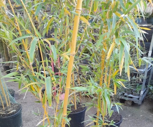 Phyllostachys vivax chinese - vivax,