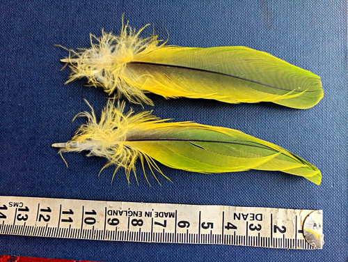Pair parrot craft feathers - pair, of