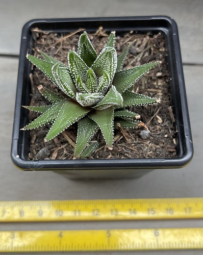 Haworthia fasciata succulent