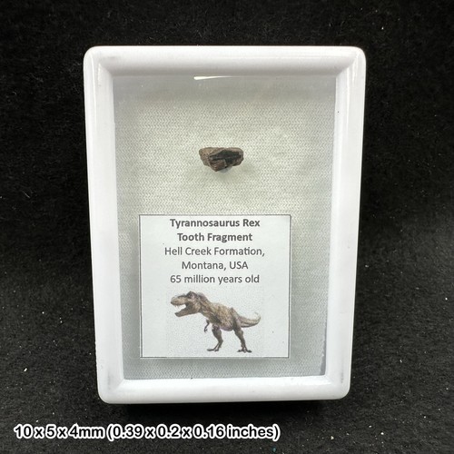 Tyrannosaurus rex tooth - rex,