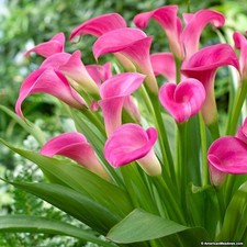 Calla Lily Zantedeschia