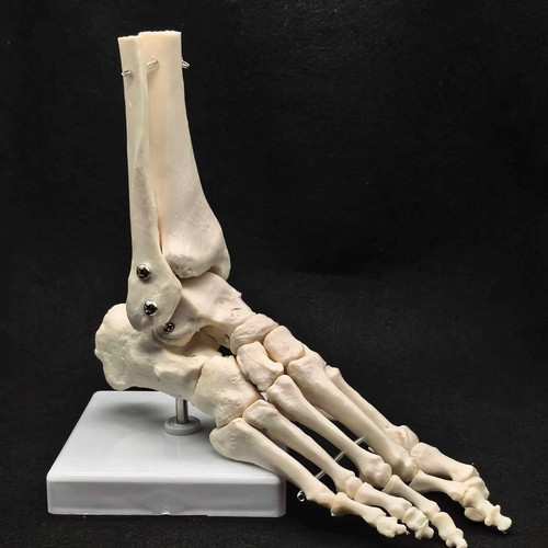 Life size foot and ankle - size, joint