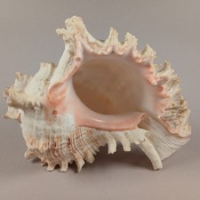  Murex Ramose Sea Shell 