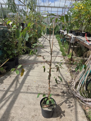 Hardy eucalyptus dwarf sugar - ,