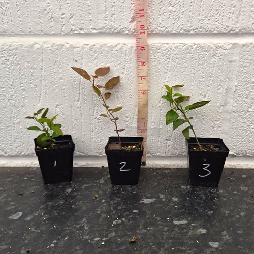 Prunus cerasifera cherry - cerasifera,,