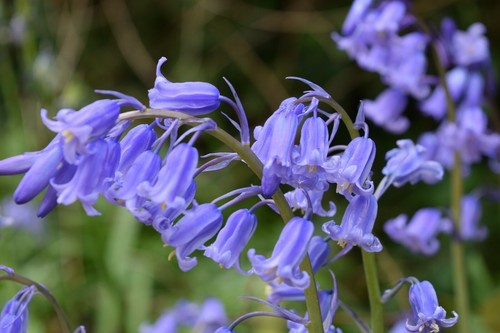 English bluebell early - bluebell,