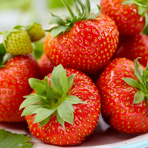 Strawberry korona early - strawberry,