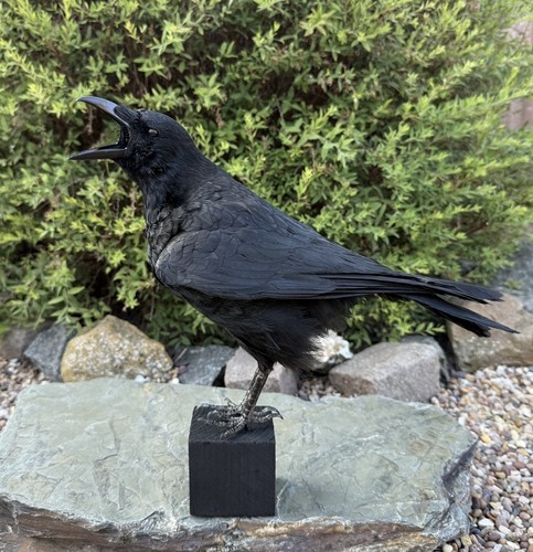 Taxidermy calling crow - calling,