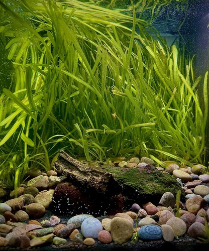 Natural river pebbles 30mm - natural,