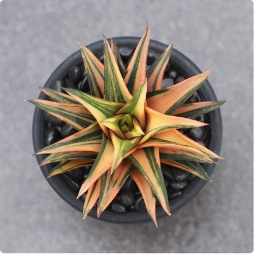 Haworthia variegated succulent - variegated,