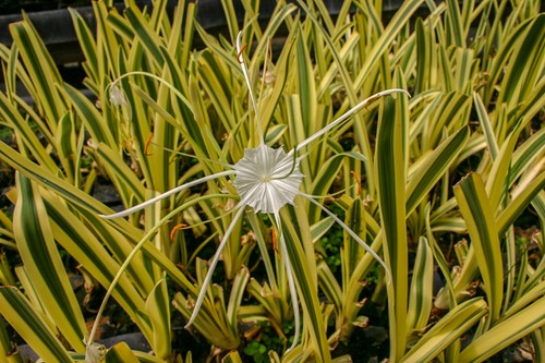 Variegated spider lily - variegated,