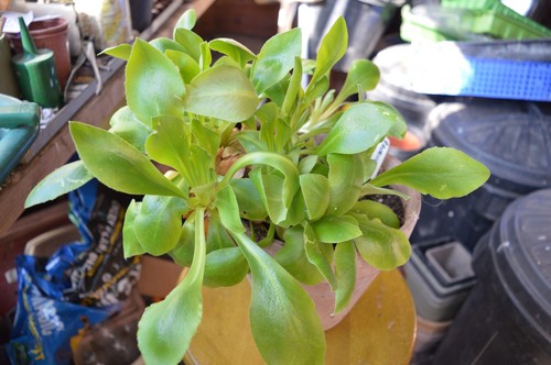 Large auricula plants - 2,
