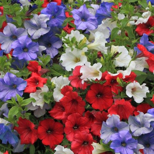 Petunia britannia mix - petunia,