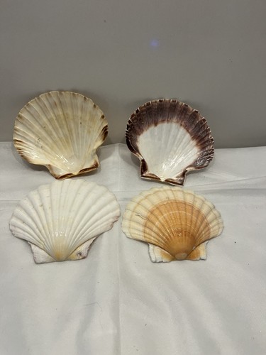 Set medium scallop - medium,