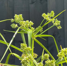 Cyperus Eragrostis POND PLANT Umbrella Sedge Bog Marginal Wild Life