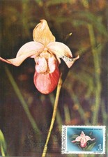 E0046 Maxi card Romania flowers & plants orchid Phragmipedium schlimii