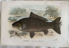 CARPFEN CYPRINUS CARPIO
