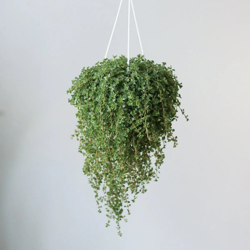 Pilea depressa baby - 'baby, tears'