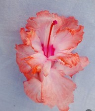 Schlumbergera Christmas Cactus - Savannah- established 2year old plant