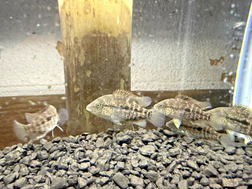 Black nasty cichlid - black,