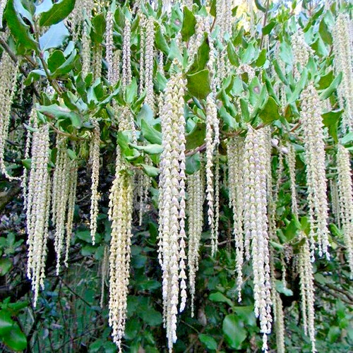 Garrya eliptica silk - garrya,
