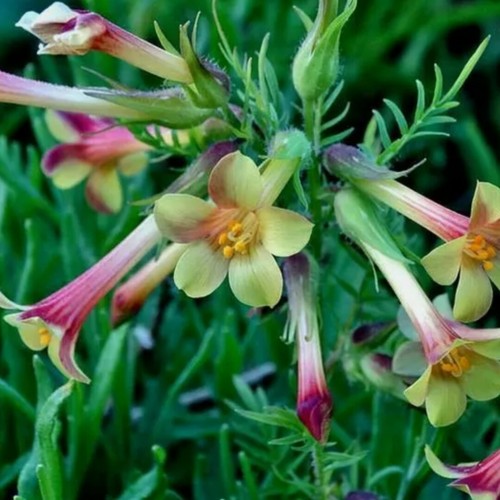 Polemonium - ,