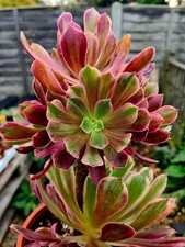 Aeonium Mona Lisa | FRESH STEM
