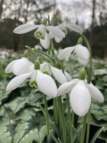 Thirty single snowdrop - snowdrop, (bulbs)
