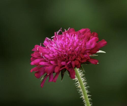 Knautia macedonica red field - macedonica,