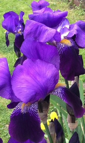 4cm root plants iris - 4cm, plants,