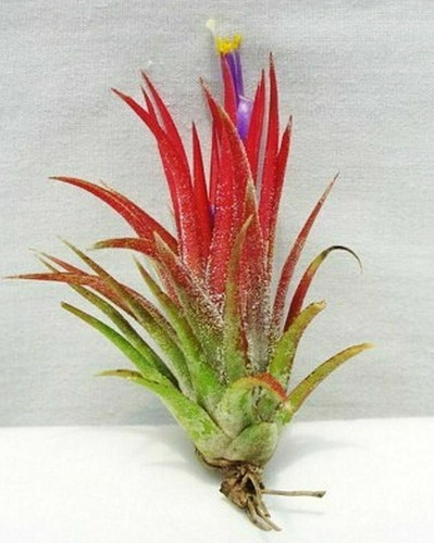 Tillandsia airplant ionantha - tillandsia,