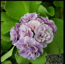 Primula Auricula Susannah