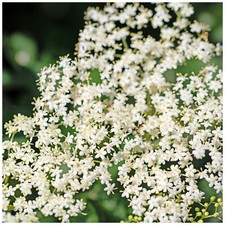 50 Elder Flower Hedge Plants 1-2ft,Make Elderberry Wine & Elderflower Lemonade