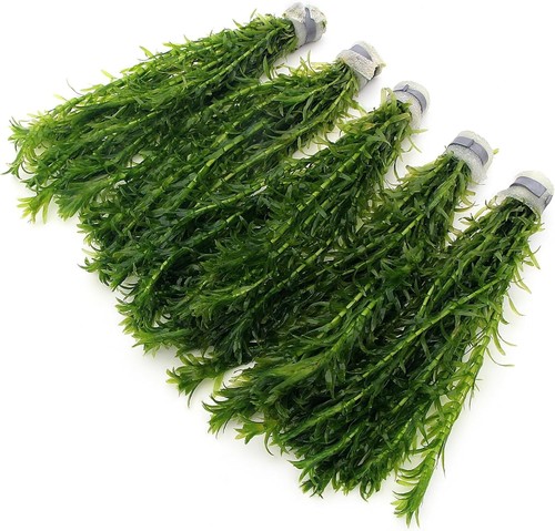 Elodea densa stems - 50,