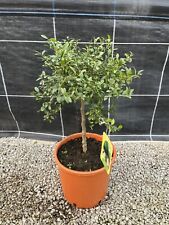 Microcitrus Australasica 'Faustrime' - Finger Lime - Rare Citrus 20cm pot