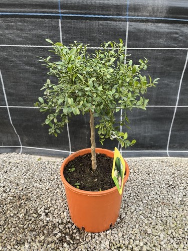 Microcitrus australasica - microcitrus,